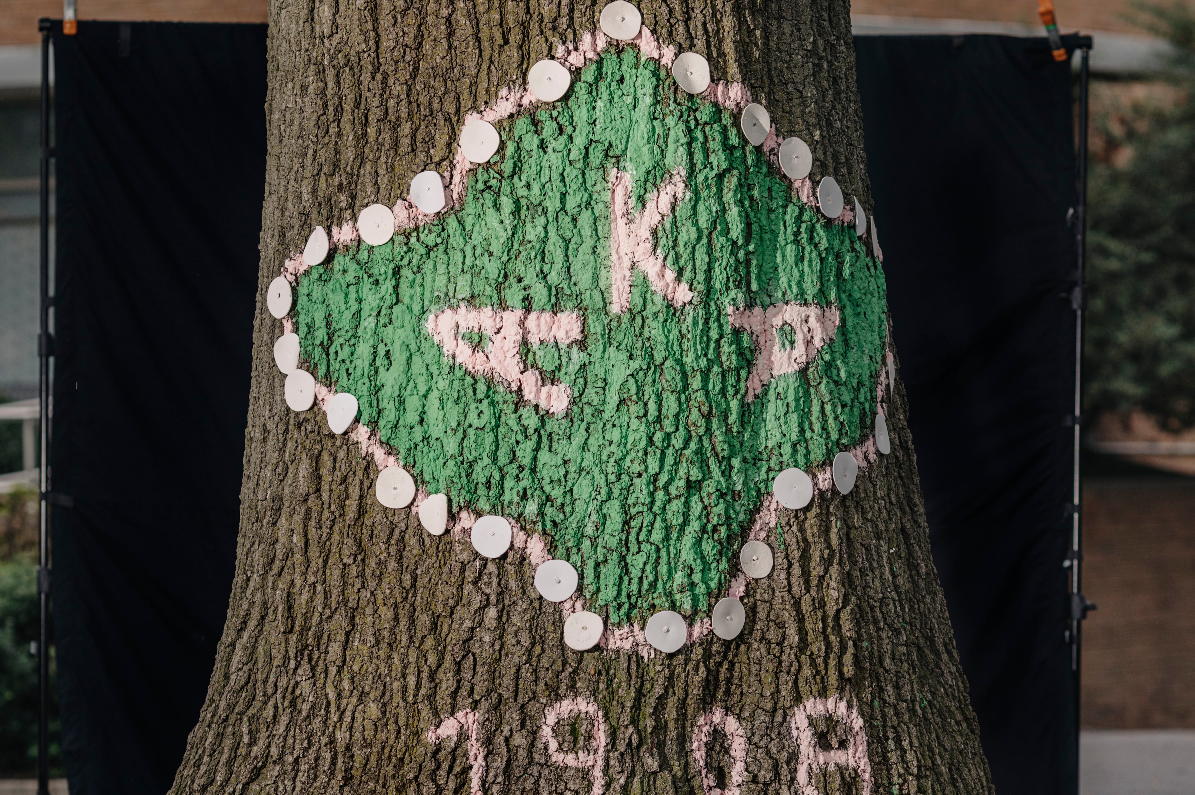 The Alpha Kappa Alpha tree at Howard University in Washington, on Sept. 24, 2024. (Jason Andrew/New York Times)