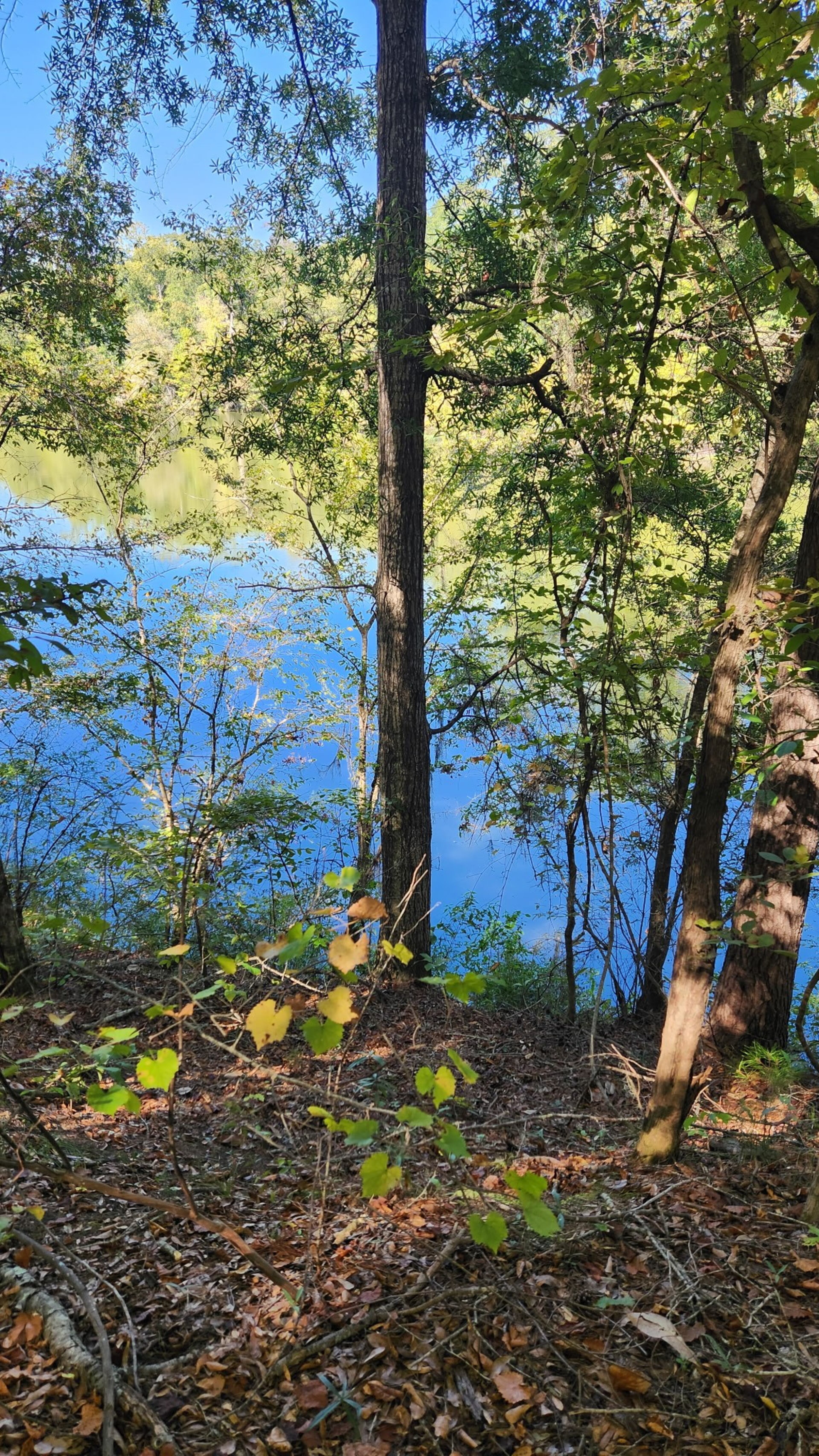 Nature is a supporting character in “Where the Wildflowers Grow,” serving as a reminder that a person’s environment is crucial to their well-being. (Courtesy of Terah Shelton Harris)
